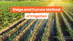 Ridge and Furrow Method of Irrigation: Advantages and Disadvantages Article