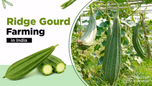 Guide to Ridge Gourd Cultivation: From Soil Testing to Harvesting Article