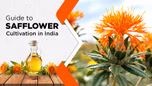 Guide to Safflower Cultivation in India Article