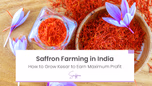 Saffron Farming in India: How to Grow Kesar to Earn Maximum Profit Article Saffron Farming in India: How to Grow Kesar to Earn Maximum Profit Article