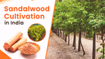 A Beginners Guide to Sandalwood Cultivation in India Article