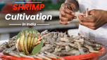 Shrimp Cultivation in India: How to Make it a Profitable Business Article