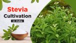 Guide to High-Value Farming with Stevia Cultivation in India Article