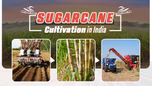 Sugarcane Cultivation in India: From Field to Feast Article Sugarcane Cultivation in India: From Field to Feast Article