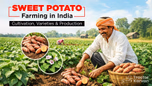 Sweet Potato Farming in India: Cultivation, Varieties & Production Article