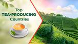 Top Tea-Producing Countries: Production & Varieties Article Top Tea-Producing Countries: Production & Varieties Article