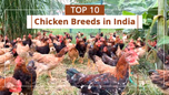 Top 10 Chicken Breeds in India Article Top 10 Chicken Breeds in India Article