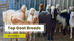 Top 10 Goat Breeds in India and Their Characteristics Article