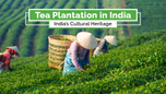 Tea Plantation in India: India’s Cultural Heritage Article