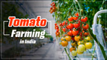 The Blossoms of Tomatoes: Tomato Farming in India Article