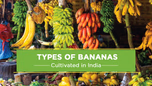 Different Types of Bananas Cultivated in India: A Complete List Article