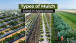 Step-by-Step Guide to Mulching for Indian Farms: Types, Process and Best Practices Article