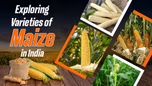 Exploring Varieties of Maize in India Article