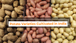 Top 10 Potato Varieties Cultivated in India Article Top 10 Potato Varieties Cultivated in India Article
