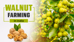 Walnut Farming in India: Insights into Cultivation and Market Potential Article