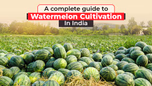 A complete guide to Watermelon Cultivation in India Article A complete guide to Watermelon Cultivation in India Article