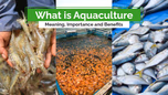 Aquaculture Farming in India: Meaning, Importance and Benefits Article