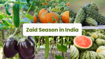 What is Zaid Crop Season in India and Which Major Crops Are Grown? Article What is Zaid Crop Season in India and Which Major Crops Are Grown? Article