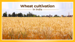 A Comprehensive Guide to Wheat Cultivation in India: Step-by-Step Process Article