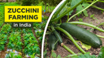 Zucchini Farming in India Article