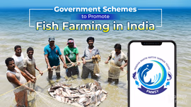 Government Schemes to Promote Fish Farming in India 2025 Government Schemes to Promote Fish Farming in India 2025