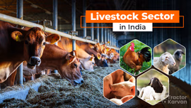 Livestock Sector in India: Role, Challenges and Opportunities Livestock Sector in India: Role, Challenges and Opportunities