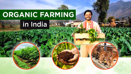 Organic Farming in India - Meaning, Types and Benefits Organic Farming in India - Meaning, Types and Benefits