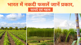 नकदी फसलें क्या हैं? जानें प्रकार, फायदे एवं महत्व