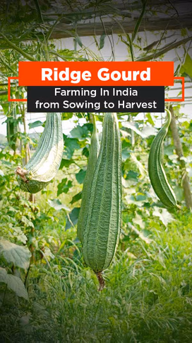 Ridge Gourd Farming in India from Sowing to Harvest Video