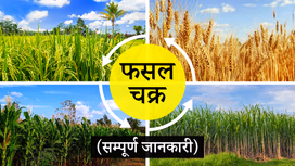 फसल चक्र क्या है? जानें सॉइल हेल्थ के लिए क्यों है ये जरुरी