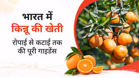 भारत में किन्नू की खेती: रोपाई से कटाई तक की पूरी गाइडेंस