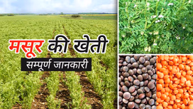 मसूर की खेती: जानें मिट्टी की तैयारी एवं फसल की बुआई से लेकर कटाई तक की पूरी प्रक्रिया