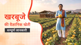 खरबूजे की वैज्ञानिक खेती: जानें उपयुक्त जलवायु, मिट्टी, बुआई का समय एवं उपजाने का सही तरीका