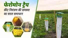 फेरोमोन ट्रैप: कीट नियंत्रण की समस्या का किफायती एवं सरल समाधान