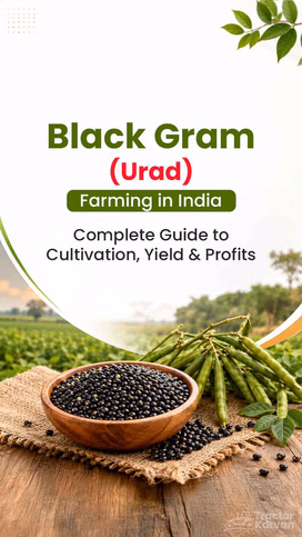 Black Gram (Urad) Farming in India: Complete Guide to Cultivation, Yield & Profits Video