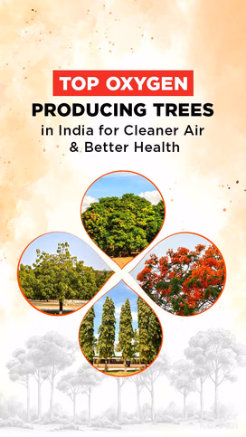 Top Oxygen Producing Trees in India for Cleaner Air & Better Health Video