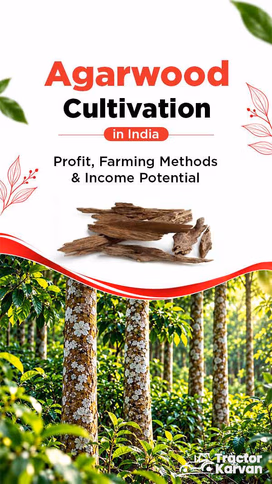 Agarwood Cultivation in India: Profit, Farming Methods & Income Potential Video