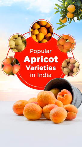 Popular Apricot Varieties in India: Sweet, Juicy & Profitable Picks Video