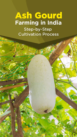 Ash Gourd Farming in India: A Step-by-Step Guide to Cultivation Success Video