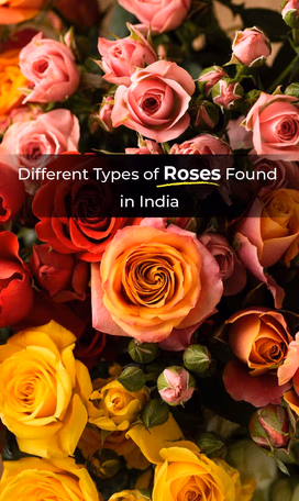 Best Rose Varieties to Grow in India Video