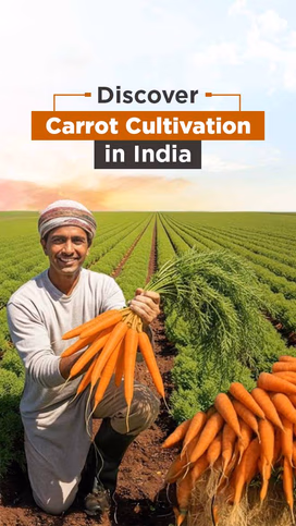 Discover Carrot Cultivation in India Video