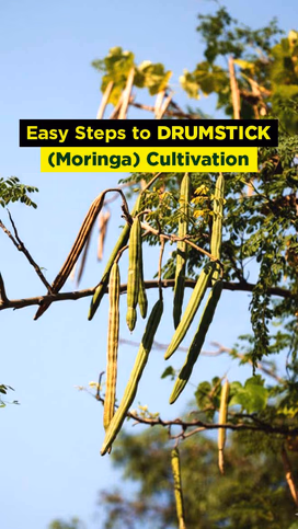 Easy Steps to Drumstick (Moringa) Cultivation: A Beginner’s Guide Video