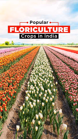 Popular Floriculture Crops in India: Blossoming Opportunities for Growers Video