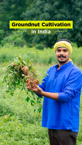Groundnut Cultivation in India – A Complete Farming Guide Video