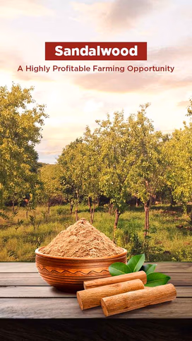 Sandalwood - A Highly Profitable Farming Opportunity Video