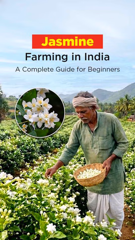 Jasmine Farming in India: A Complete Guide for Beginners Video