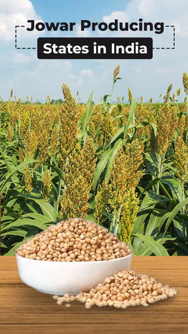 Jowar Producing States in India Video