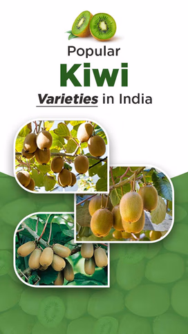 Popular Kiwi Varieties in India: Sweet, Tangy & Profitable Picks for Farmers Video