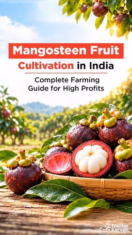 Mangosteen Fruit Cultivation in India: Complete Farming Guide for High Profits Video