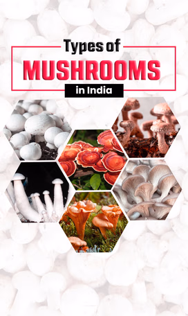 Mushroom Cultivation in India Video
